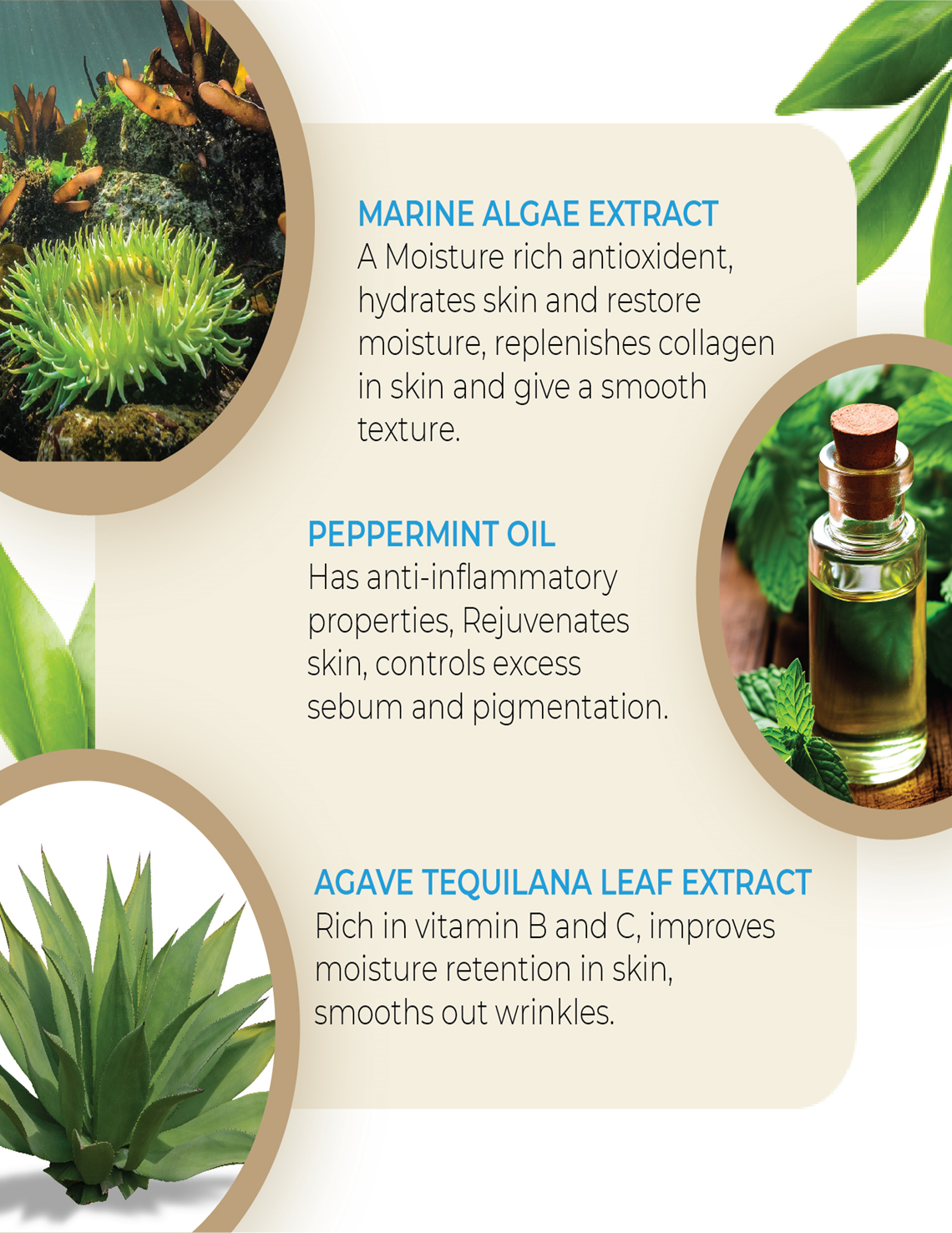 All Natural Body Wash '250 ML' By MW&B | EVRYDAE Essentials